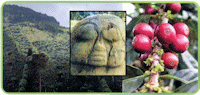 Decameron Explorer