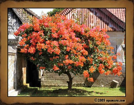 Excursion Bali Mystique (2005)