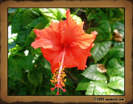 Flore Balinaise (2005)