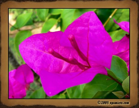 Flore Balinaise (2005)