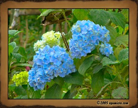 Flore Balinaise (2005)