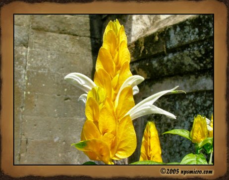 Flore Balinaise (2005)