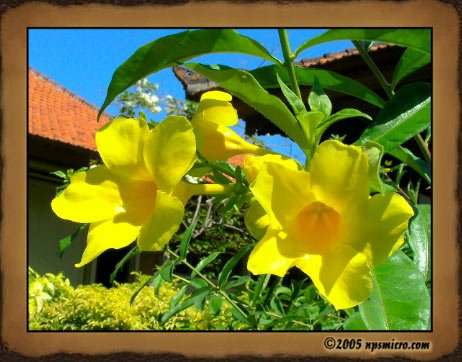 Flore Balinaise (2005)