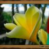 Flore Balinaise (2005)
