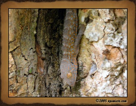 Excursion Kintamani (2005)