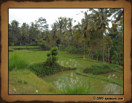 Excursion Kintamani (2005)