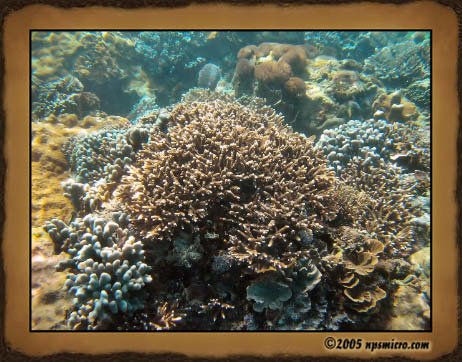 Excursion Nusa Lembongan (2005)