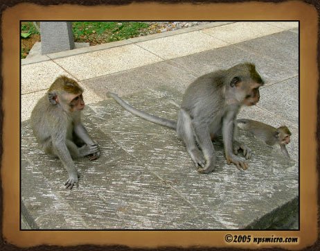 Forêt des singes de Sangeh (2005)