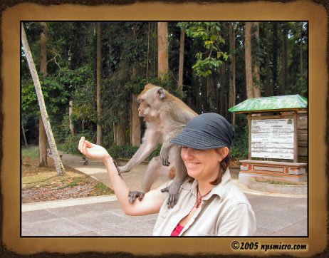 Forêt des singes de Sangeh (2005)