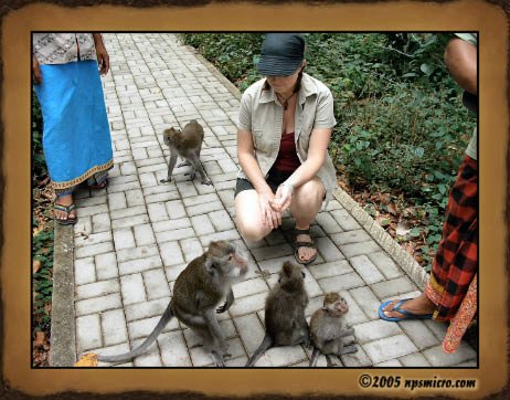 Forêt des singes de Sangeh (2005)