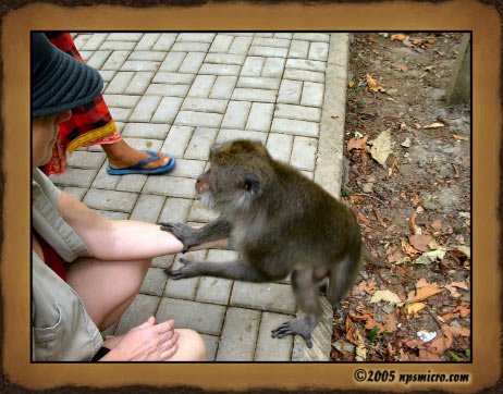 Forêt des singes de Sangeh (2005)
