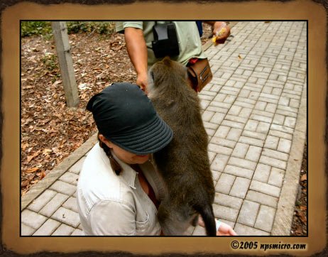 Forêt des singes de Sangeh (2005)