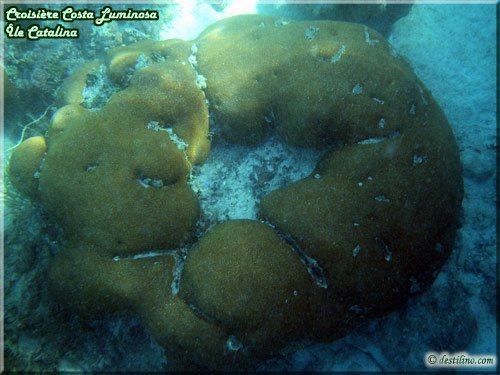 Snorkeling at Catalina Island (Costa Luminosa)