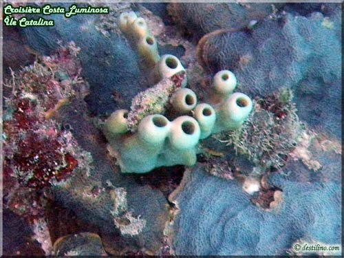 Snorkeling at Catalina Island (Costa Luminosa)