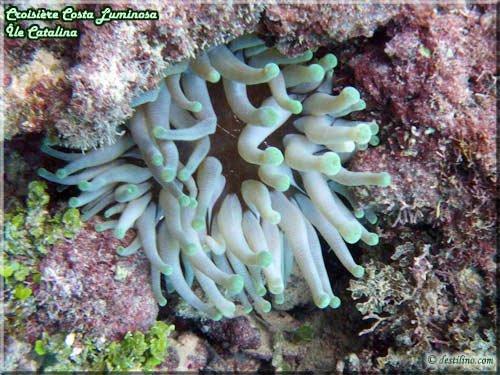 Snorkeling at Catalina Island (Costa Luminosa)