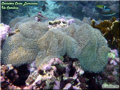 Snorkeling at Catalina Island (Costa Luminosa)