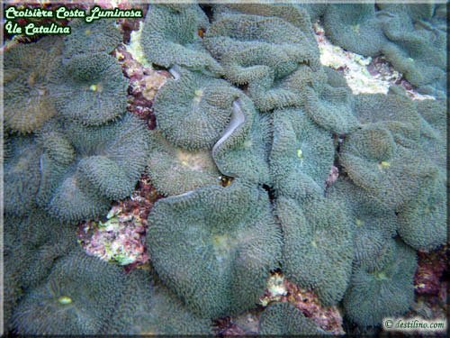 Snorkeling at Catalina Island (Costa Luminosa)