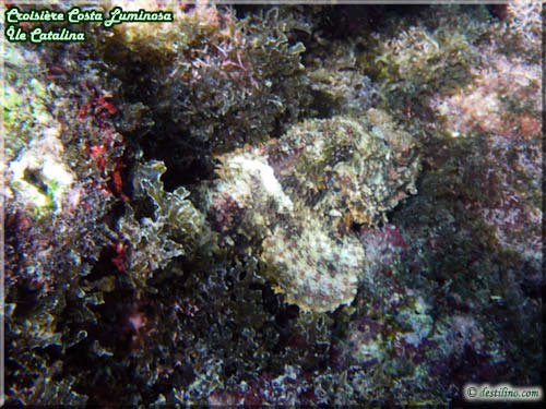 Snorkeling at Catalina Island (Costa Luminosa)