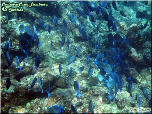 Snorkeling at Catalina Island (Costa Luminosa)