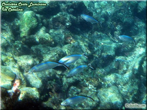 Snorkeling at Catalina Island (Costa Luminosa)