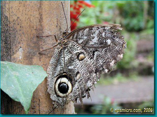 Province de Pinchincha (2006)
