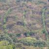 Mirador Grano de Oro. Culture du café dans la montagne avec haies de protection