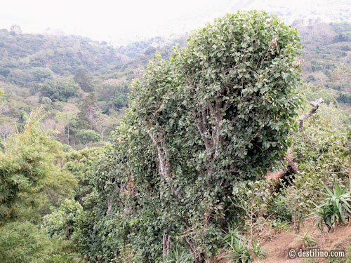 Mirador Grano de Oro. Protection pour le café 