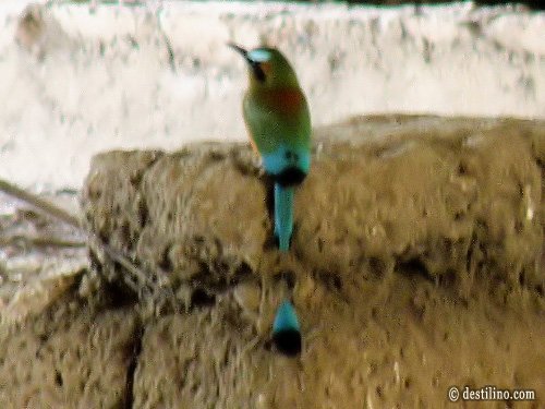 Parque Joya de Ceren L'oiseau national du pays (désolé pour le focus!)  