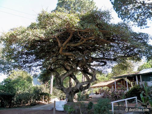 Diner au café San Fernando. Incroyable cet arbre! 