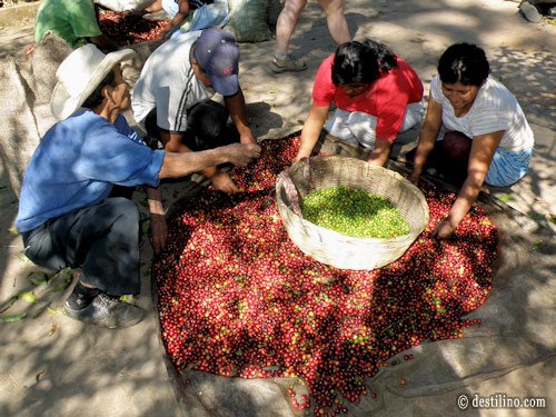Diner au café San Fernando. Culture du café sur le site 