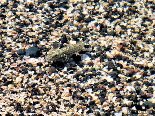Plage de l'hôtel Marée basse petit poisson pris dans les eaux basses 