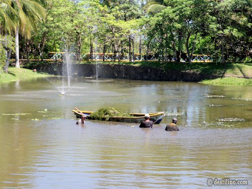 Travailleurs s'affairant à enlever les algues. Dur labeur! 