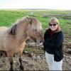 Chevaux Islandais