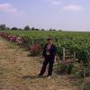 Un vignoble de la région de Bordeaux 