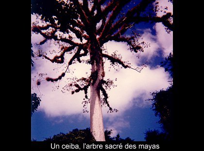 Guatemala & Honduras (1997)