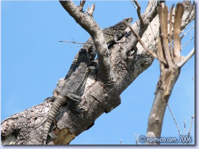 Iguanes au Soleil