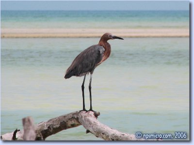Oiseau à la chasse au poisson