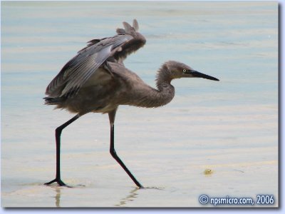 Oiseau à la chasse au poisson