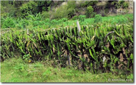 « Las Tunas » la version cubaine de nos haies de cèdres, mais moins accueillantes :o)