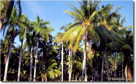 Une jolie palmeraie au bout de la plage