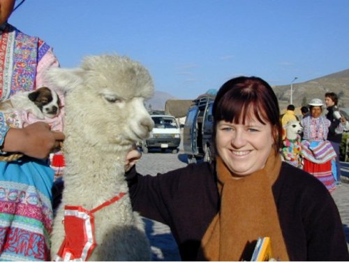 Jeune alpaca 