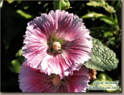 La flore de Santiago de Cuba (2007)