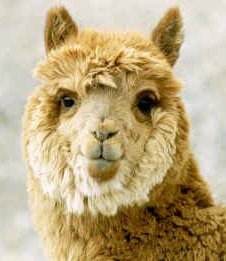 Lama