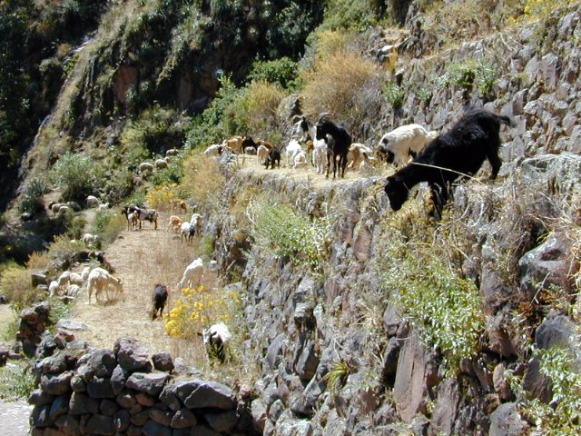 Pisac - 19